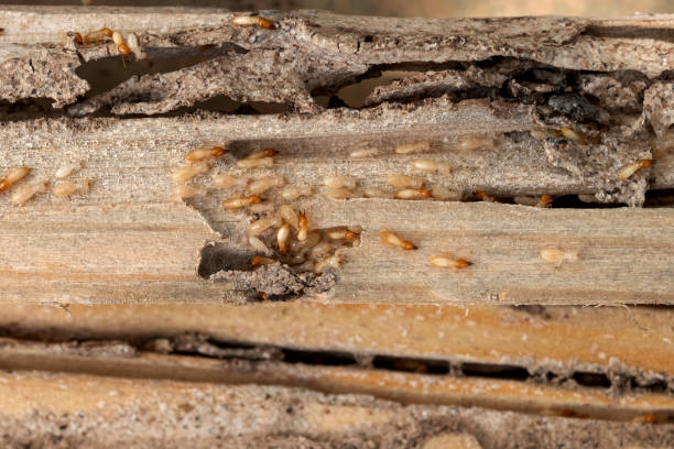 Best Pest Removal Services  in Garrett, WA